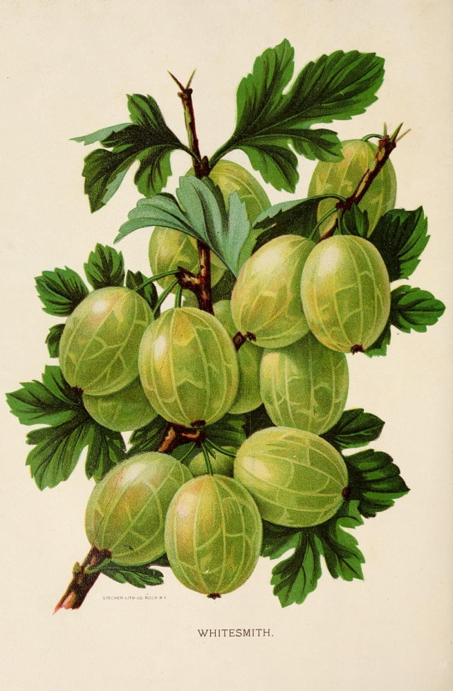 Canadian Horticulturalist 1888-96 Whitesmith Gooseberry Canvas Art - Unknown (18 x 24)