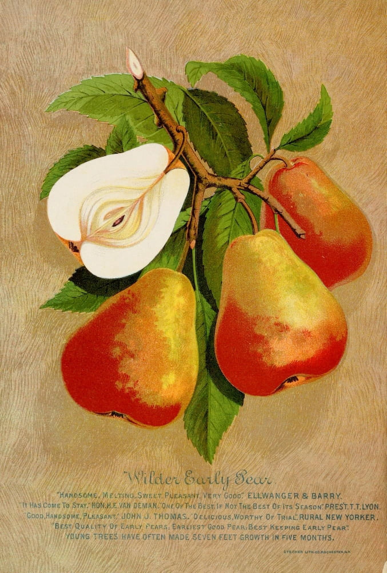Canadian Horticulturalist 1888-96 Wilder Early Pear Canvas Art - Unknown (18 x 24)
