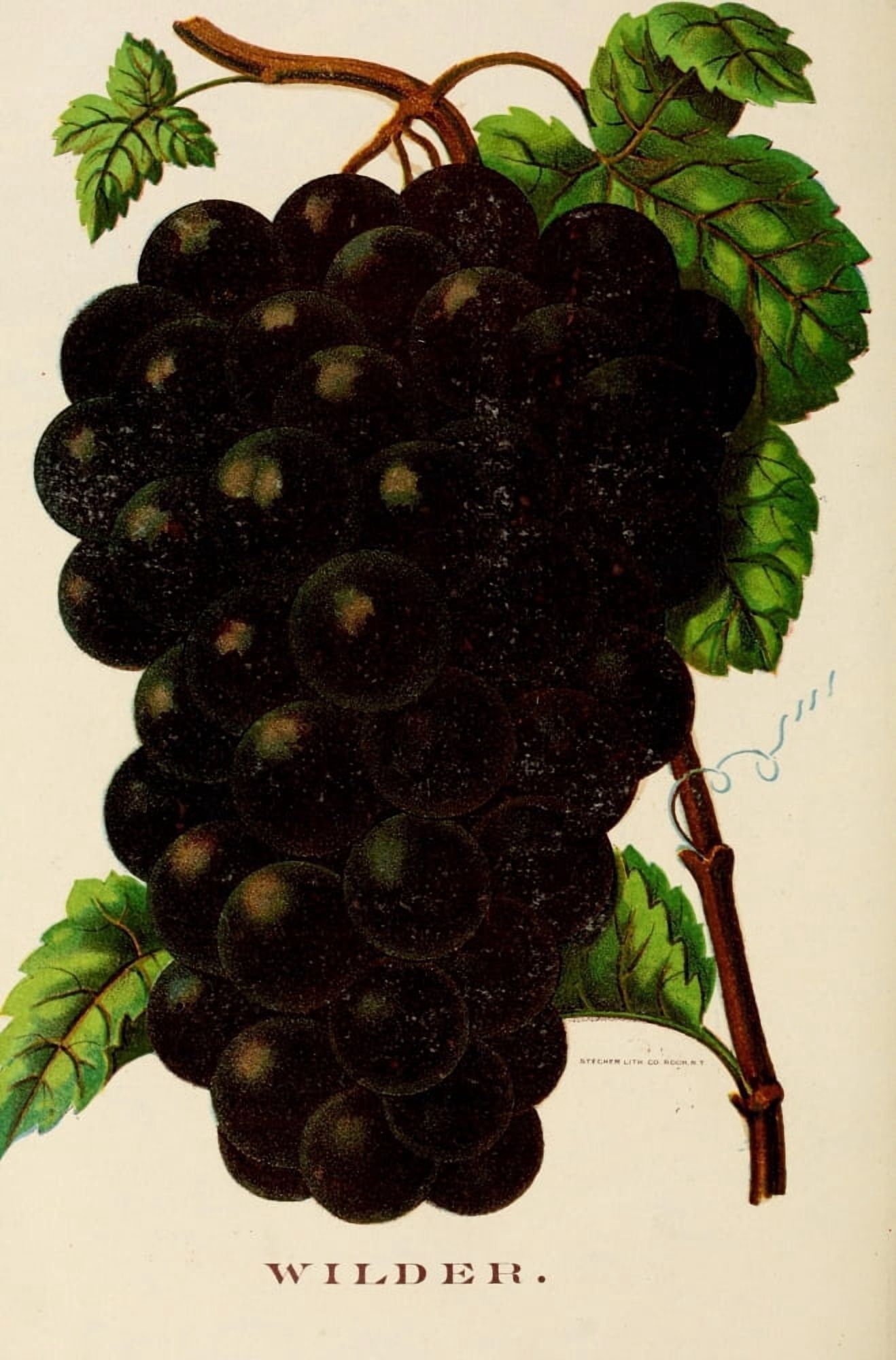 Canadian Horticulturalist 1888-96 Wilder Grapes Canvas Art - Unknown (24 x 36)