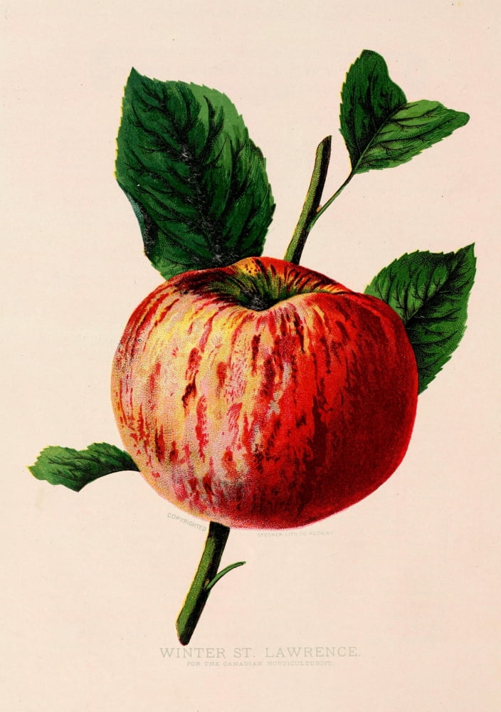 Canadian Horticulturalist 1888-96 Winter St Lawrence Apple Canvas Art - Unknown (24 x 36)