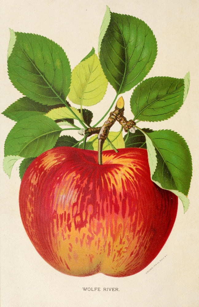Canadian Horticulturalist 1888-96 Wolfe River Apple Canvas Art - Unknown (18 x 24)