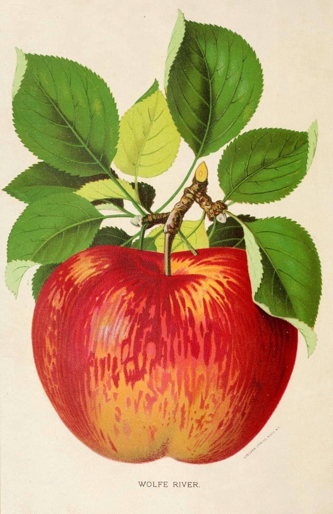 Canadian Horticulturalist 1888-96 Wolfe River Apple Canvas Art - Unknown (24 x 36)