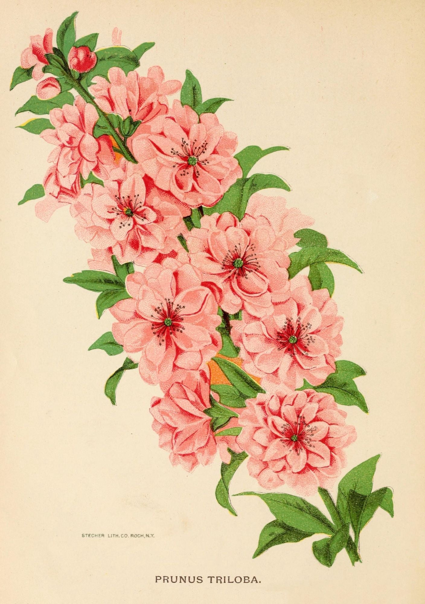 Canadian Horticulturalist 1888 Cherry Blossom Canvas Art - Unknown (18 x 24)