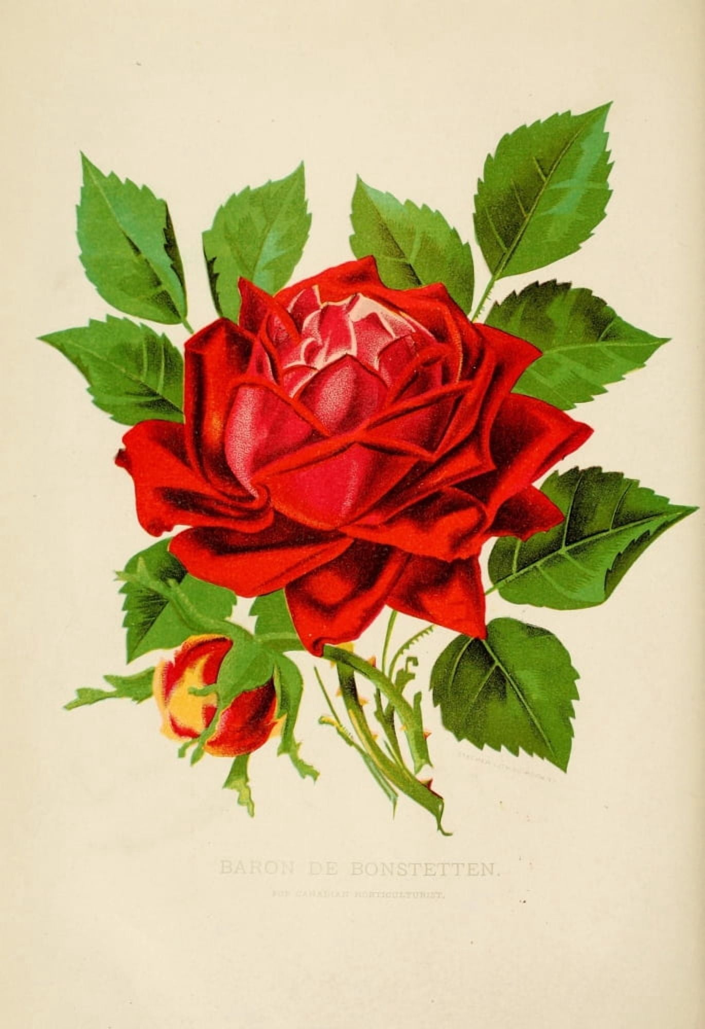 Canadian Horticulturalist 1889 Baron de Bonstetten Rose Canvas Art - Unknown (18 x 24)