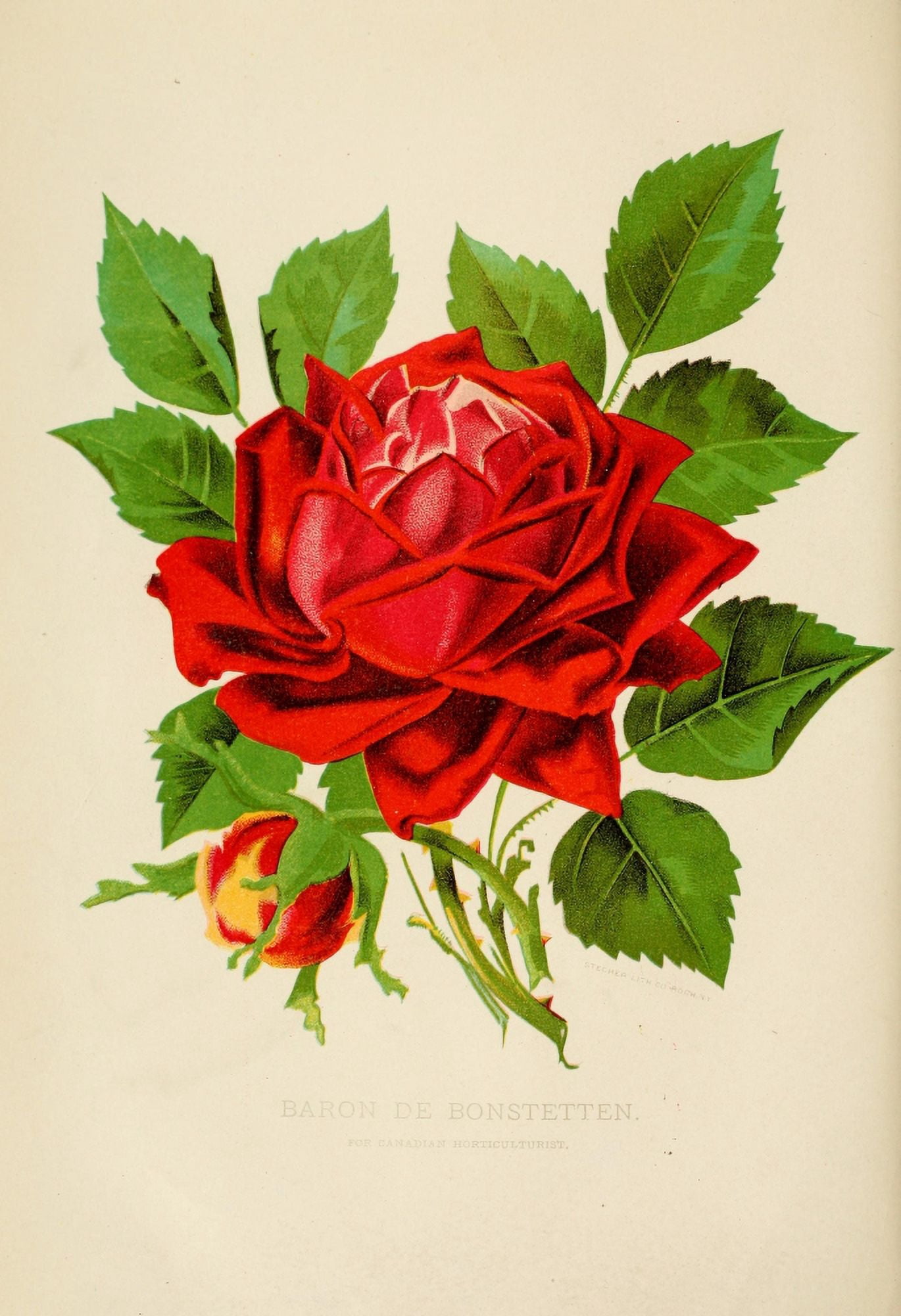 Canadian Horticulturalist 1889 Baron de Bonstetten Rose Canvas Art - Unknown (24 x 36)