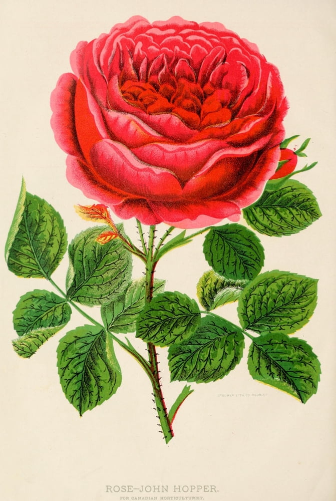 Canadian Horticulturalist 1889 John Hopper Rose Canvas Art - Unknown (18 x 24)