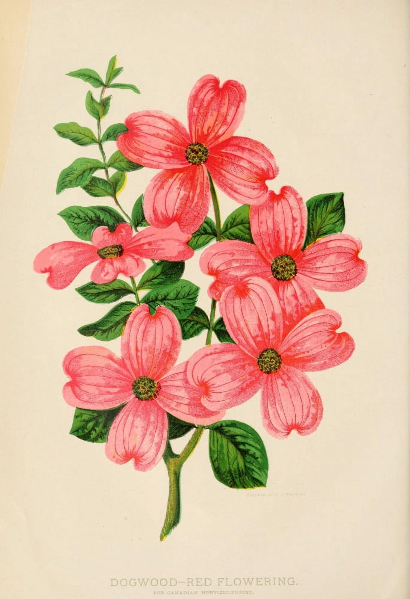 Canadian Horticulturalist 1889 Red-Flowering Dogwood Canvas Art - Unknown (24 x 36)