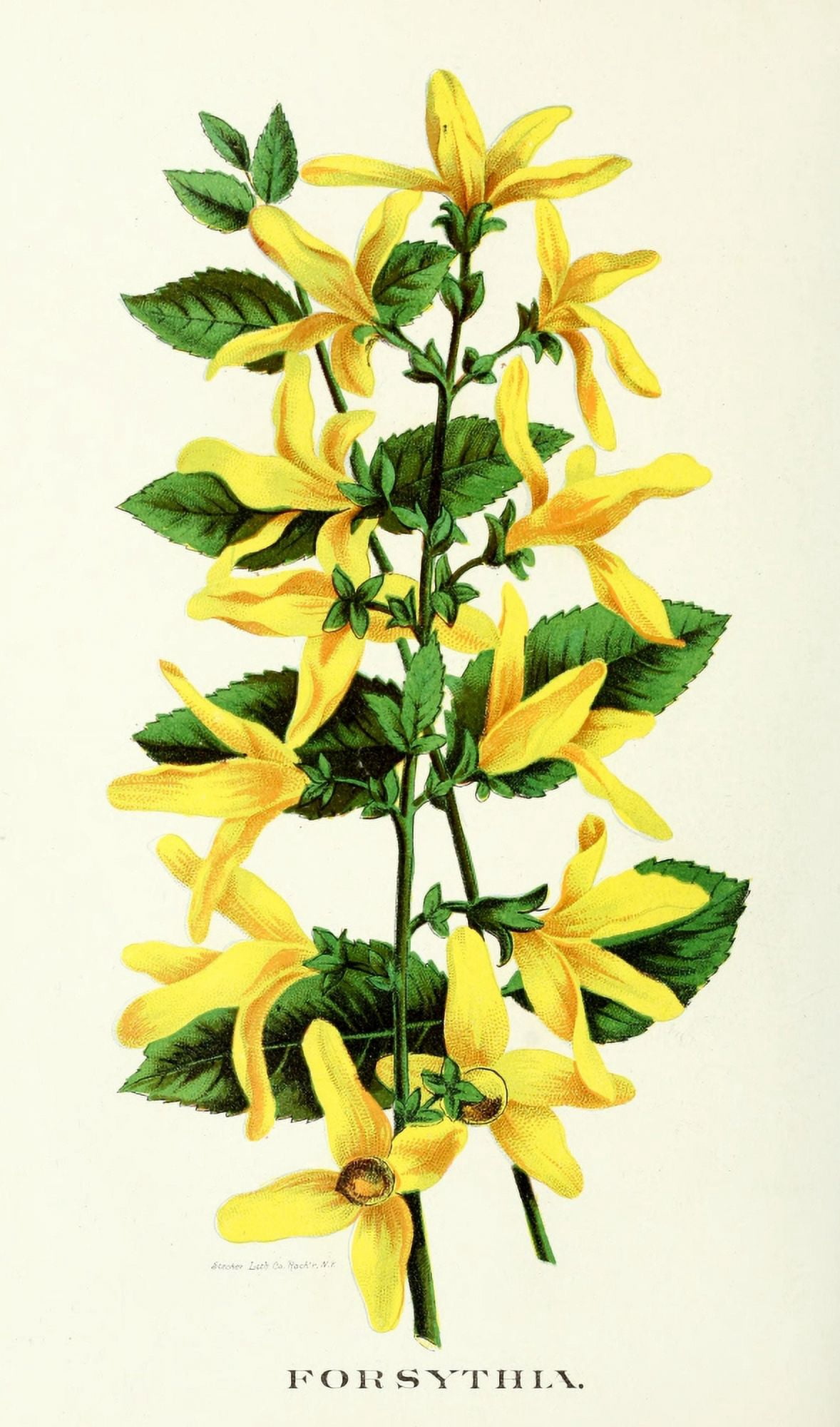 Canadian Horticulturalist 1890 Forsythia Canvas Art - Unknown (24 x 36)