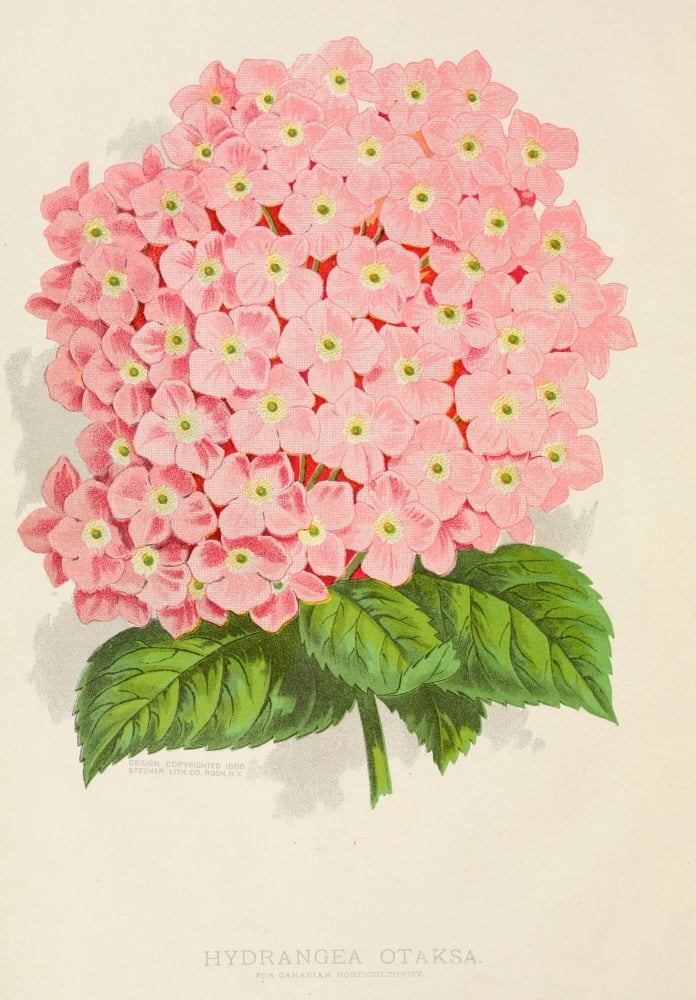 Canadian Horticulturalist 1890 Hydrangea Otaksa Canvas Art - Unknown (18 x 24)