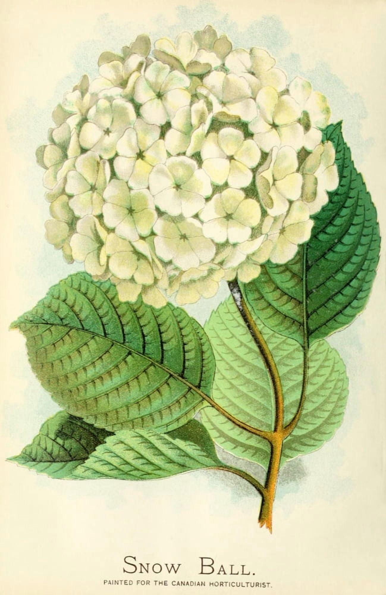 Canadian Horticulturalist 1890 Hydrangea Snow Ball Canvas Art - Unknown (18 x 24)