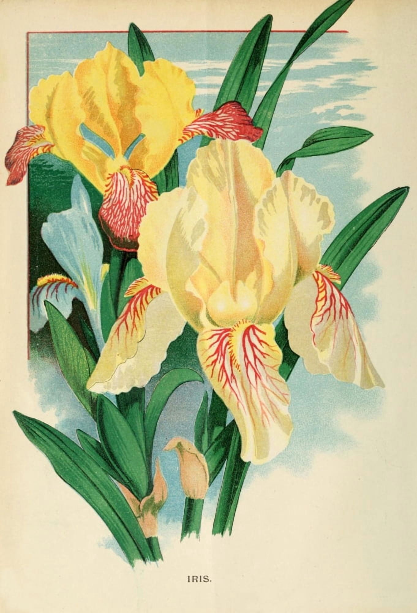 Canadian Horticulturalist 1890 Iris Canvas Art - Unknown (24 x 36)