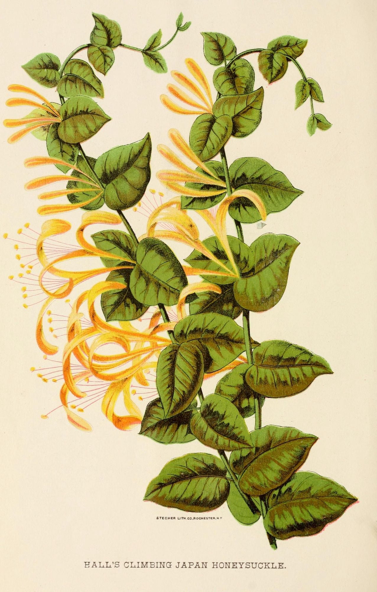 Canadian Horticulturalist 1891 Japan Honeysuckle Canvas Art - Unknown (18 x 24)