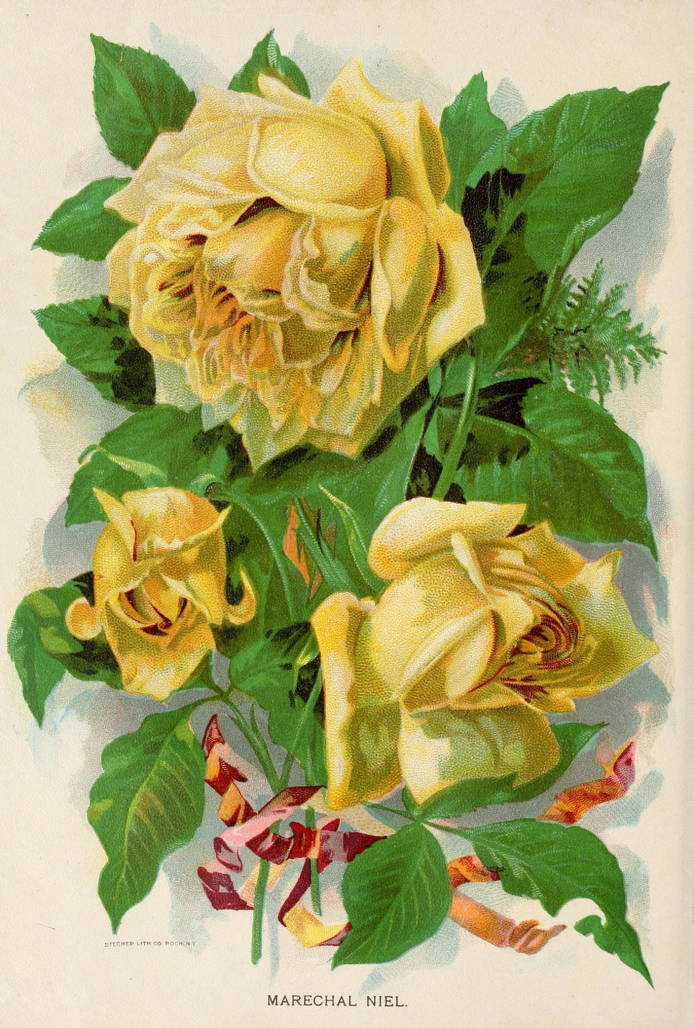 Canadian Horticulturalist 1895 Marechal Niel Rose Canvas Art - Unknown (24 x 36)