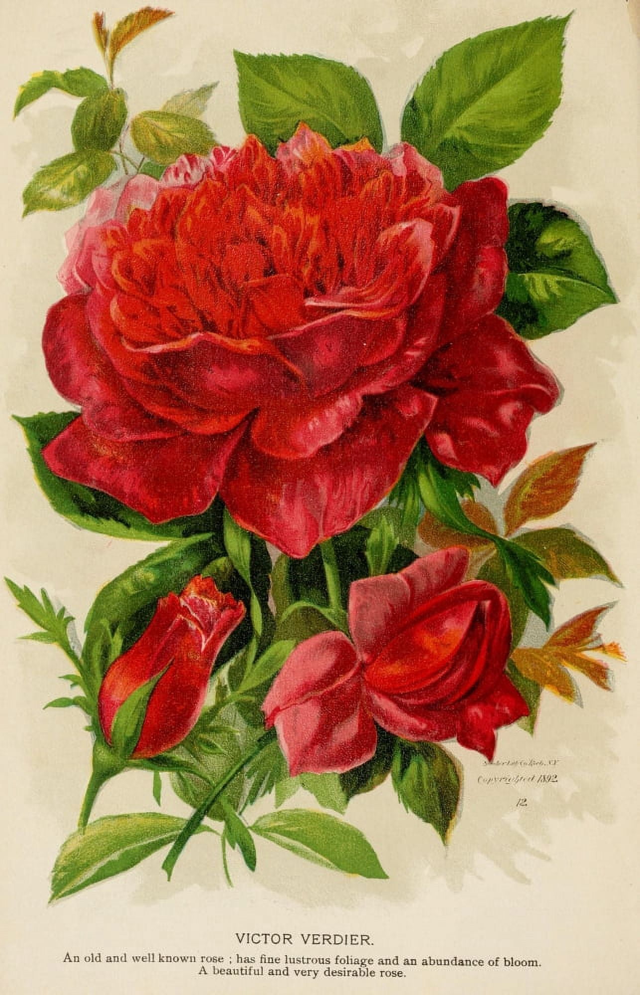 Canadian Horticulturalist 1895 Victor Verdier Rose Canvas Art - Unknown (24 x 36)