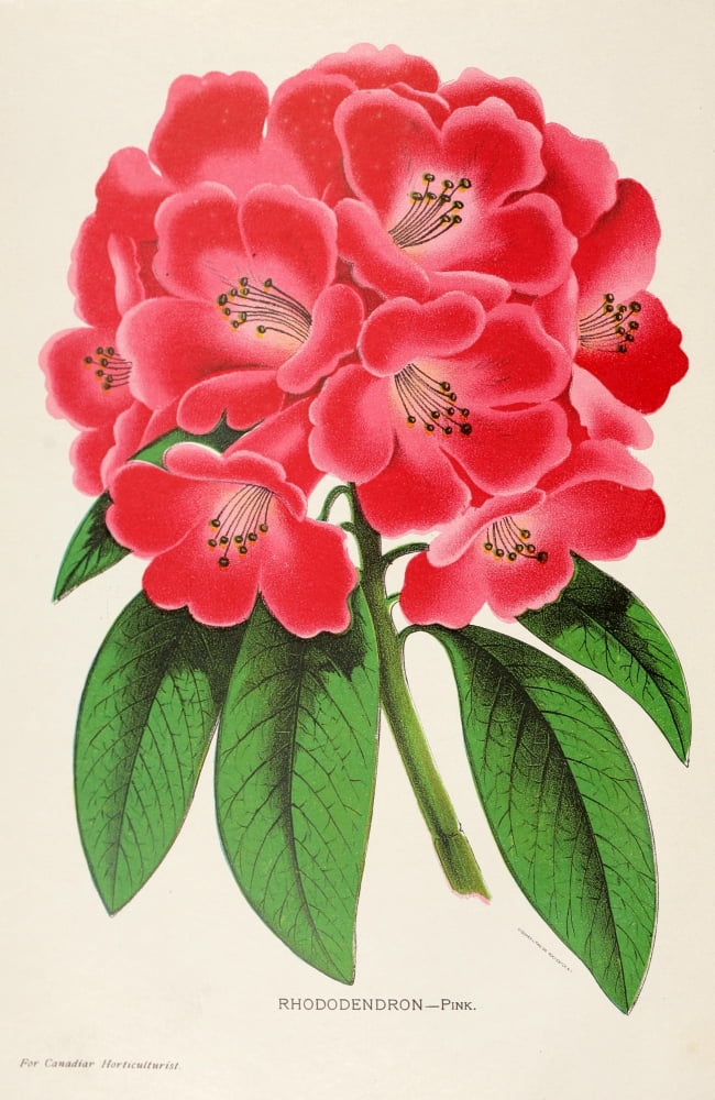 Canadian Horticulturalist 1897 Rhododendron Canvas Art - Unknown (18 x 24)