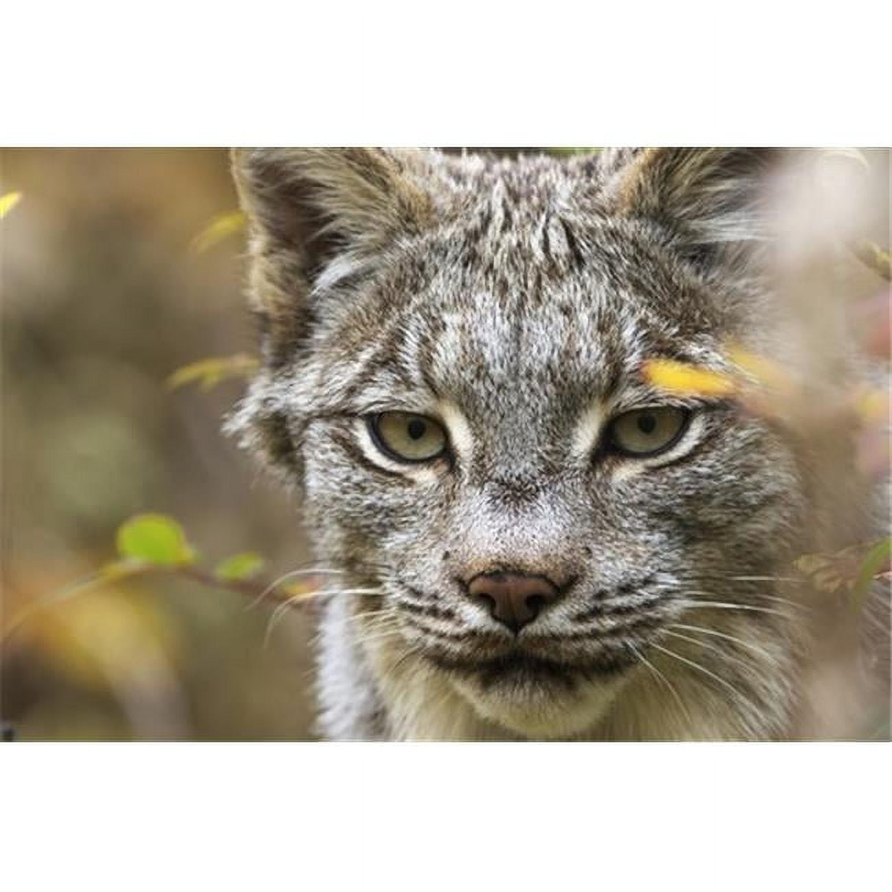 Canadian Lynx Canadensis Walking Through The Underbrush Yukon Canada