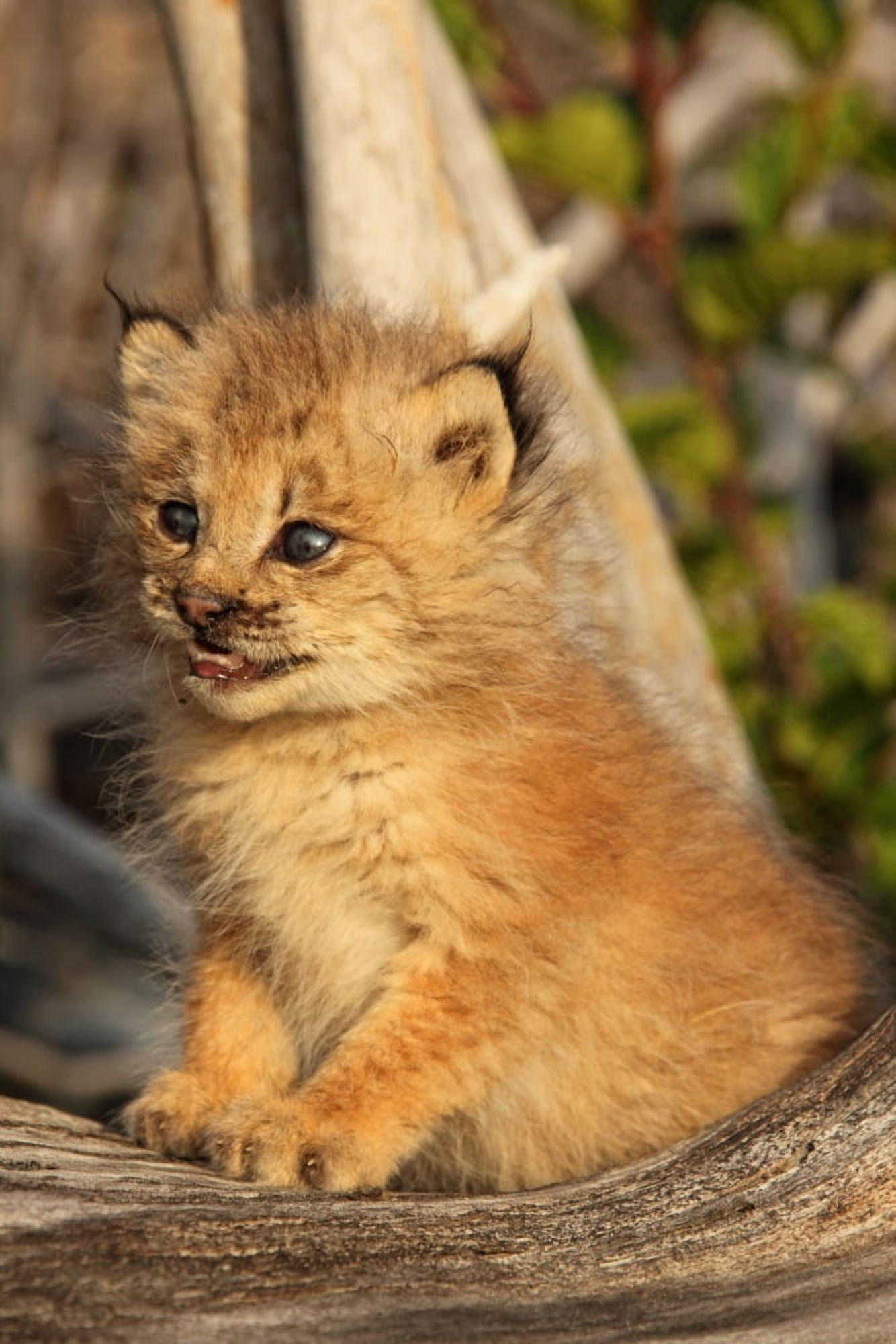 Canadian Lynx Kitten Alaska Canvas Art - Robert Postma Design Pics (22 x 34)