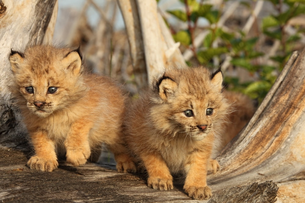 Canadian Lynx Kittens Alaska Canvas Art - Robert Postma Design Pics (17 x 11)