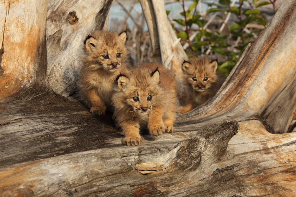 Canadian Lynx Kittens Alaska Canvas Art - Robert Postma Design Pics (34 x 22)
