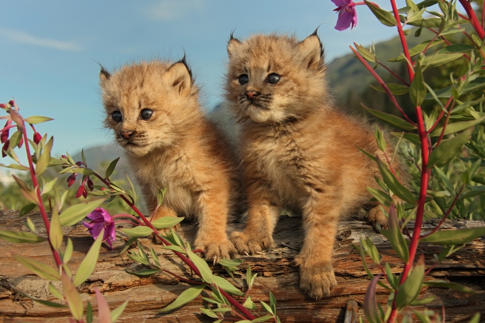 Canadian Lynx Kittens Alaska Canvas Art - Robert Postma Design Pics (34 x 22)