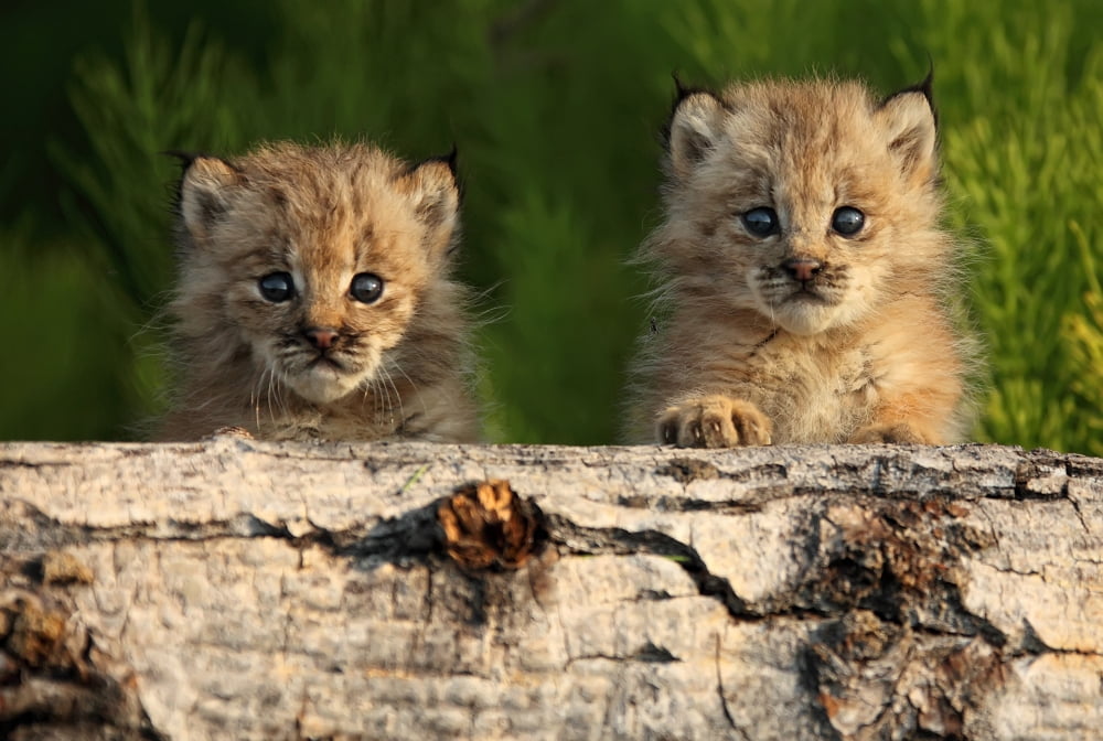 Canadian Lynx Kittens Looking Over A Log Alaska Canvas Art - Robert Postma Design Pics (17 x 11)