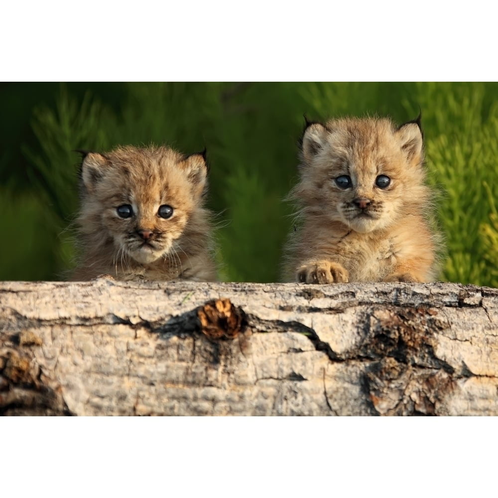 Canadian Lynx Kittens For Sale Eurasian Lynx Desert Lynx House Cat