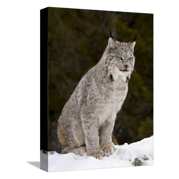 Canadian Lynx Lynx Canadensis in the Snow, in Captivity, Near Bozeman, Montana, USA, Animals Scenic Seasons Stretched Canvas Wall Art by James Hager Sold by Art.Com
