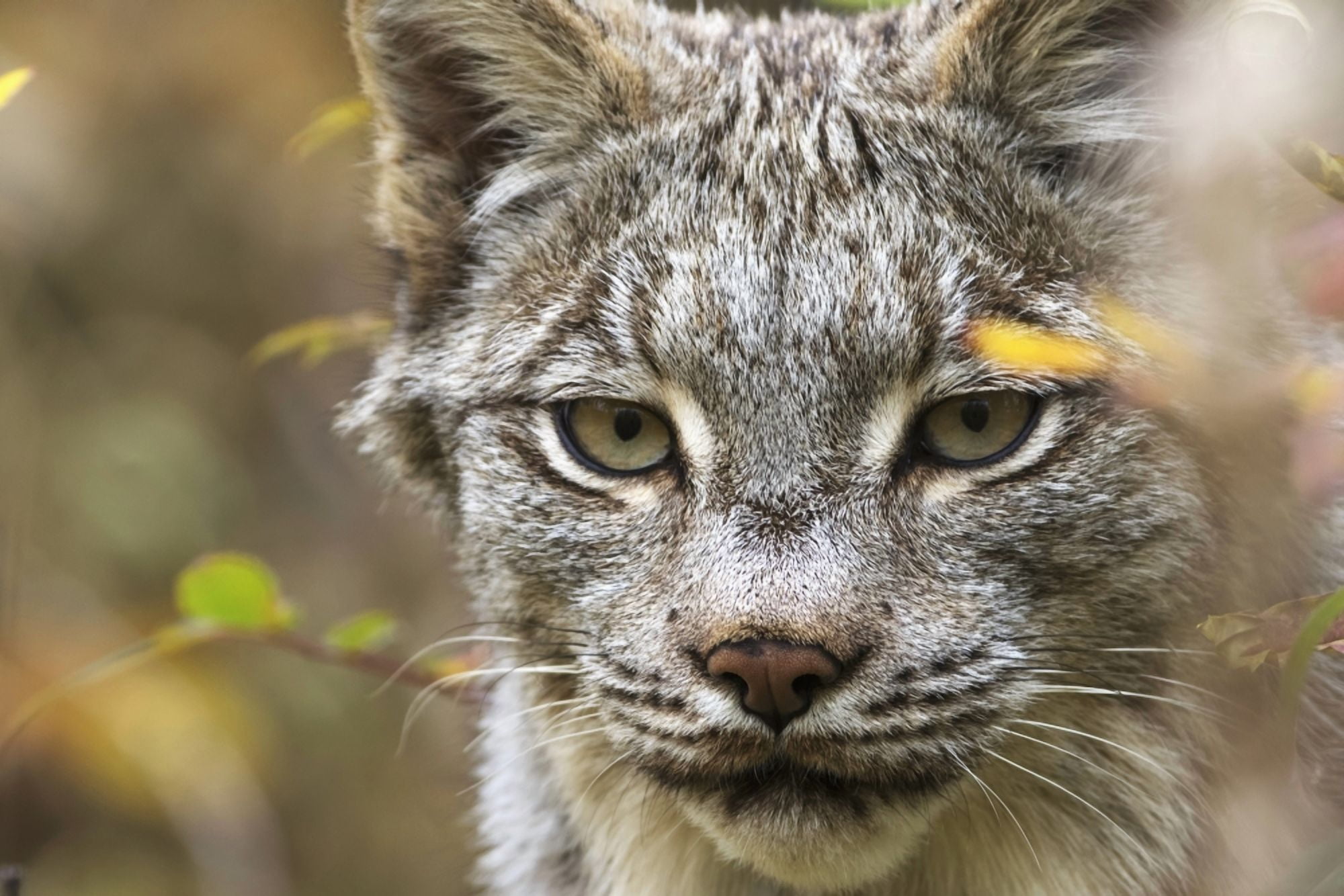 Canadian Lynx (Lynx canadensis) walking through the underbrush Yukon Canada Canvas Art - Robert Postma Design Pics (19 x 12)