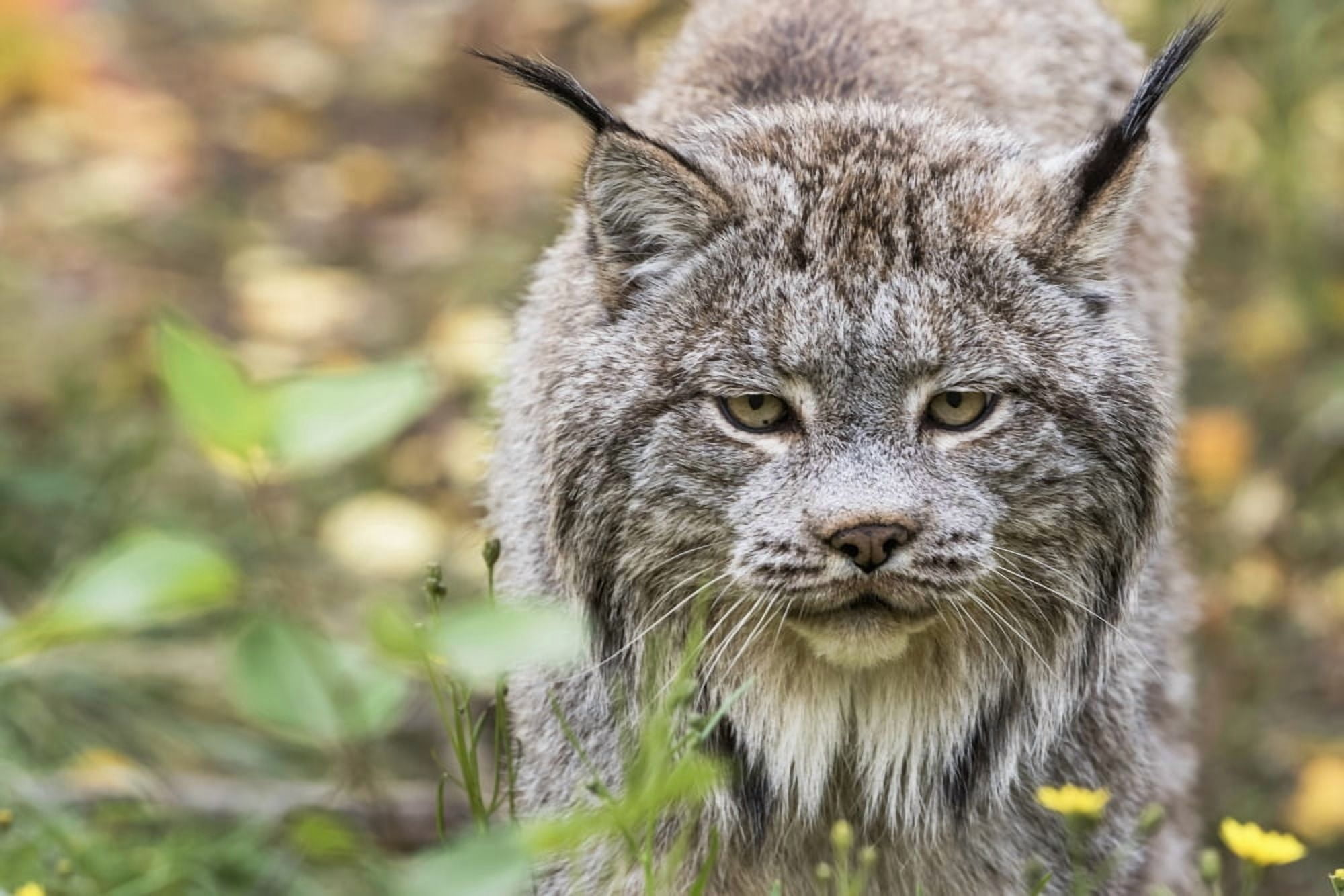 Canadian Lynx (Lynx canadensis) walking through the underbrush Yukon Canada Canvas Art - Robert Postma Design Pics (38 x 24)