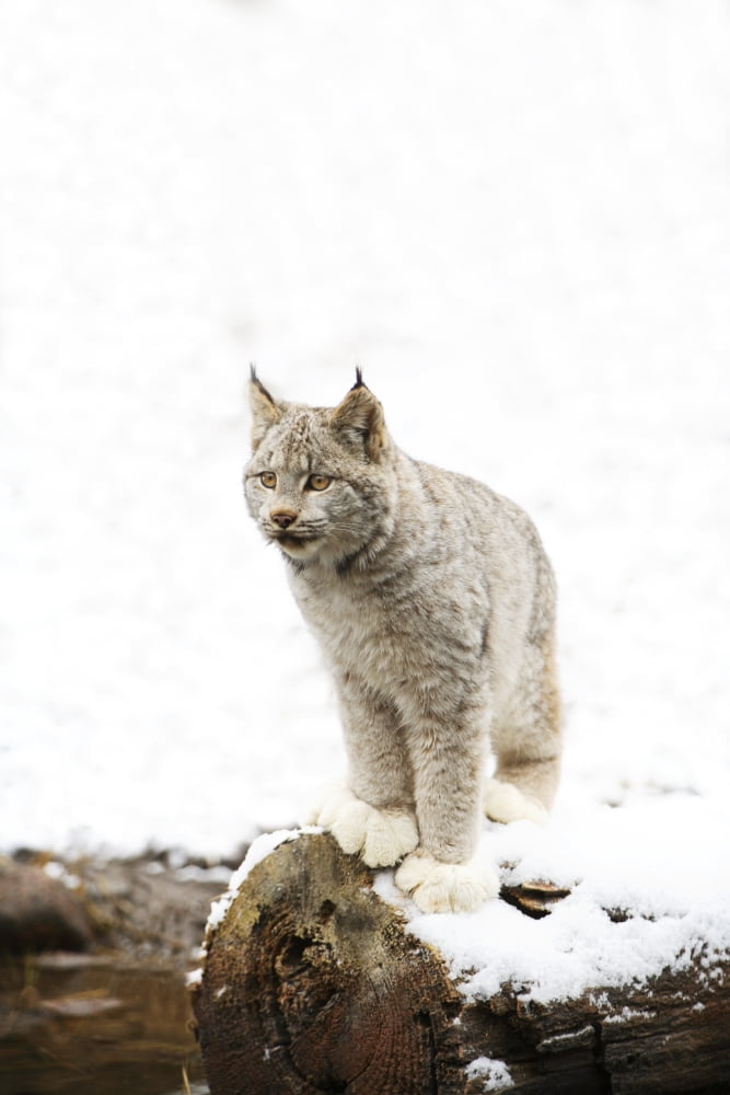 Canadian Lynx On Fallen Log Canvas Art - Richard Wear Design Pics (22 x 34)