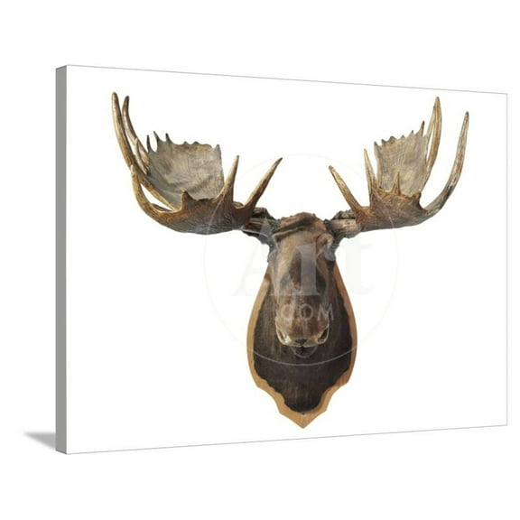 Canadian Taxidermy Moose Head Hunting Trophy, Mounted on an Oak Shield, Vancouver, Animals World Culture Stretched Canvas Wall Art Sold by Art.Com