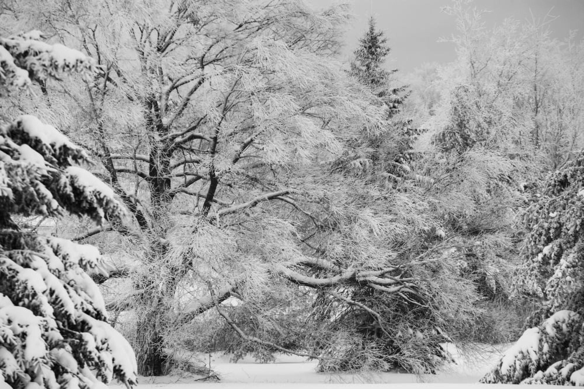 Canadian winter Ville de Lac Brome Quebec Canada Canvas Art - David Chapman Design Pics (19 x 12)