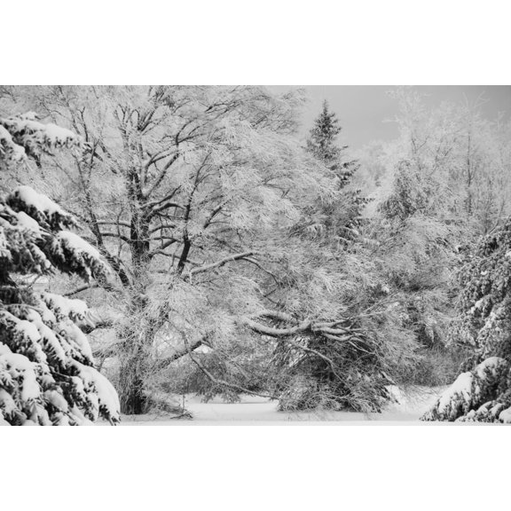 Canadian winter Ville de Lac Brome Quebec Canada Canvas Art - David Chapman Design Pics (19 x 12)