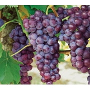 Canadice Seedless Grapes