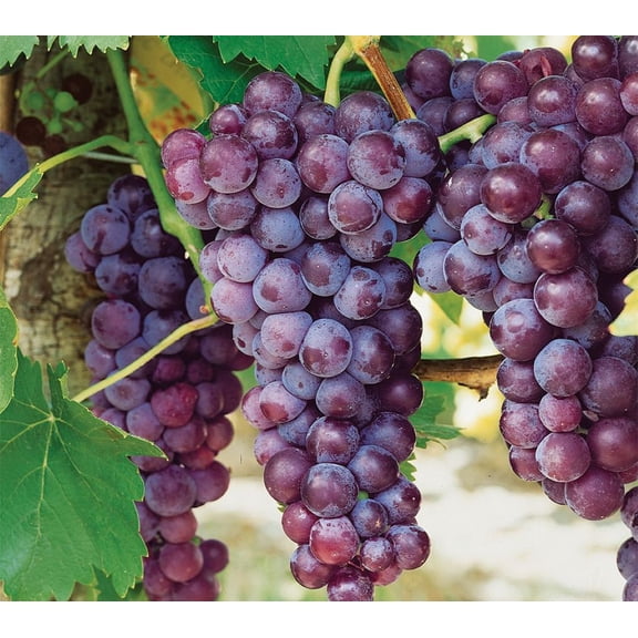 Canadice Seedless Red Grape Vine Plant - 1 Year Plant - No Shipping to Washington State or Oregon
