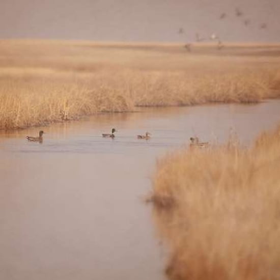 Canal Ducks Canvas Art - Roberta Murray (24 x 24)