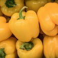 thumbnail image 1 of Canary Bell Sweet Pepper Garden Seeds - 500 g Packet ~60 Seeds - Non-GMO, Vegetable Gardening Seed - Yellow Bell Peppers, 1 of 7