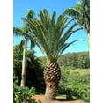 Canary Island Date Palm Live Plant in a 10 Inch Growers Pot Phoenix