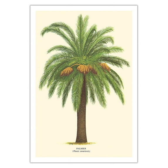 Canary Island Date Palm Tree - Palmier (Phoenix Canariensis) - Vintage Botanical Illustration by Ferry c.1770s - Fine Art Matte Paper Print (Unframed) 30x44in