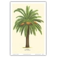 thumbnail image 1 of Canary Island Date Palm Tree - Palmier (Phoenix Canariensis) - Vintage Botanical Illustration by Ferry c.1770s - Master Art Print (Unframed) 12in x 18in, 1 of 4