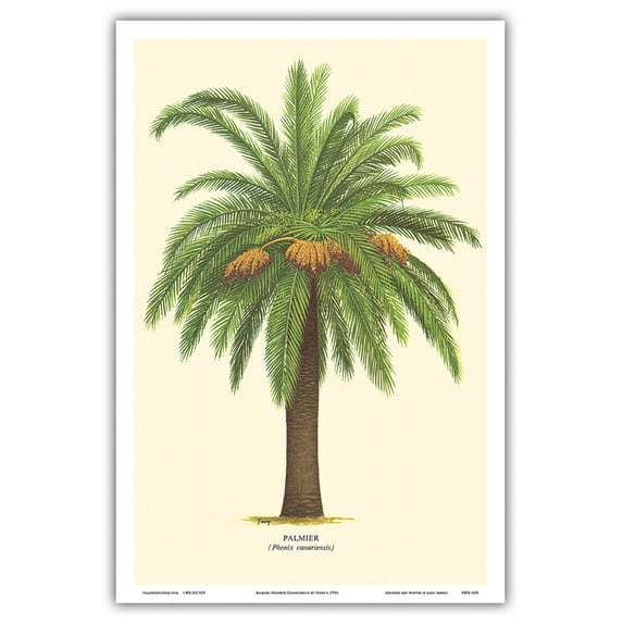 Canary Island Date Palm Tree - Palmier (Phoenix Canariensis) - Vintage Botanical Illustration by Ferry c.1770s - Master Art Print (Unframed) 12in x 18in