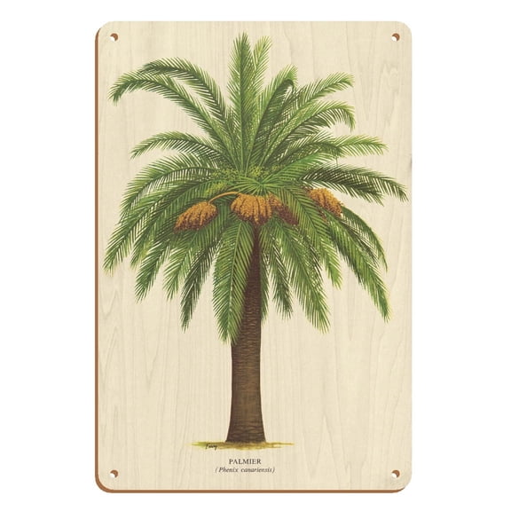 Canary Island Date Palm Tree - Palmier (Phoenix Canariensis) - Vintage Botanical Illustration by Ferry c.1770s - 8 x 12 inch Vintage Wood Art Sign