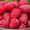 thumbnail image 1 of Canby Red Raspberry (Rubus) Dormant Bare Root Starter Fruiting Plant (1-Pack), 1 of 4