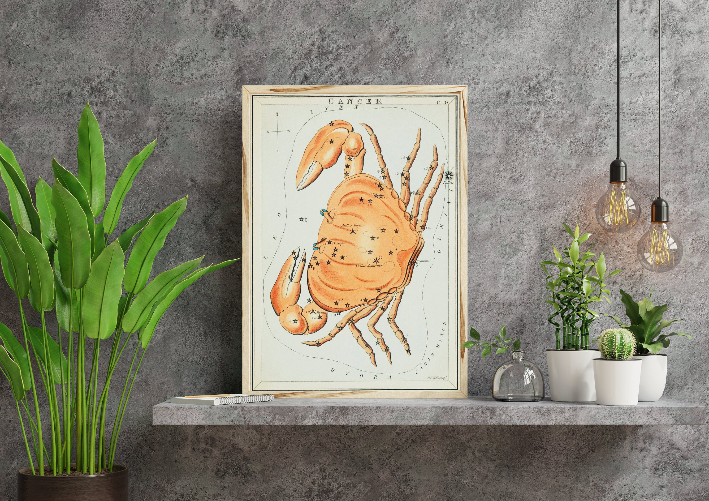 Cancer Astrology Constellation Of A Crab Zodiac By Sidney Hall Gicl E ...
