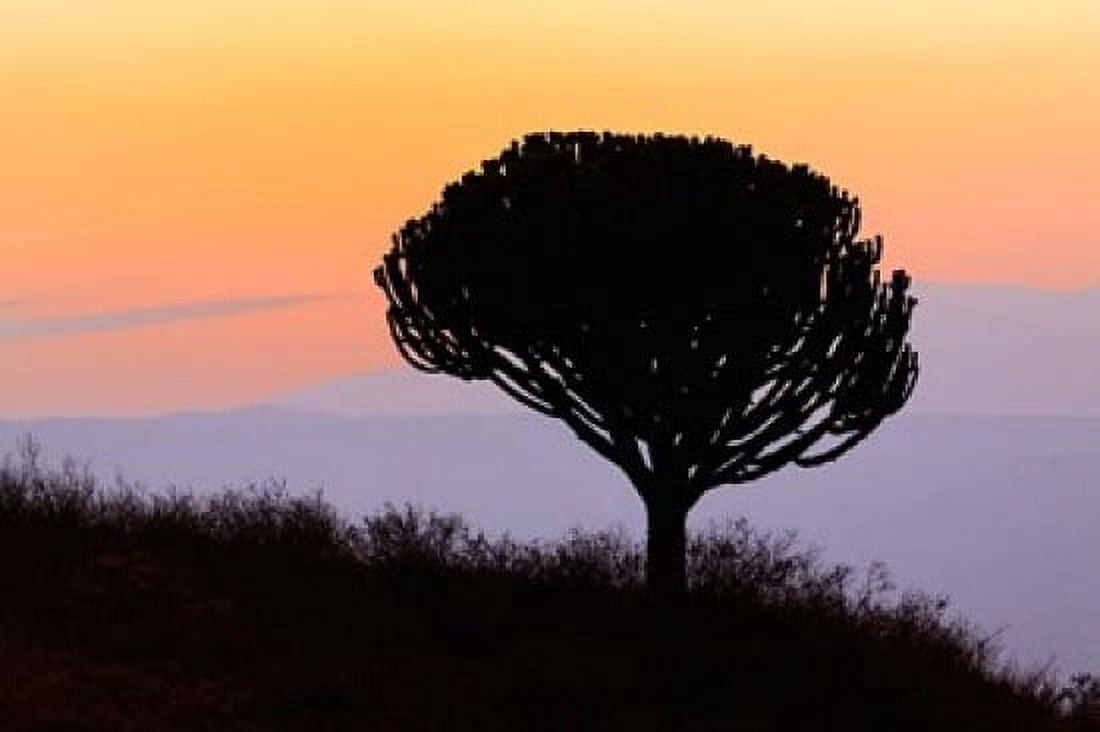 Candelabra Tree sunrise Ngorongoro Crater Tanzania Canvas Art - Adam Jones DanitaDelimont (35 x 23)