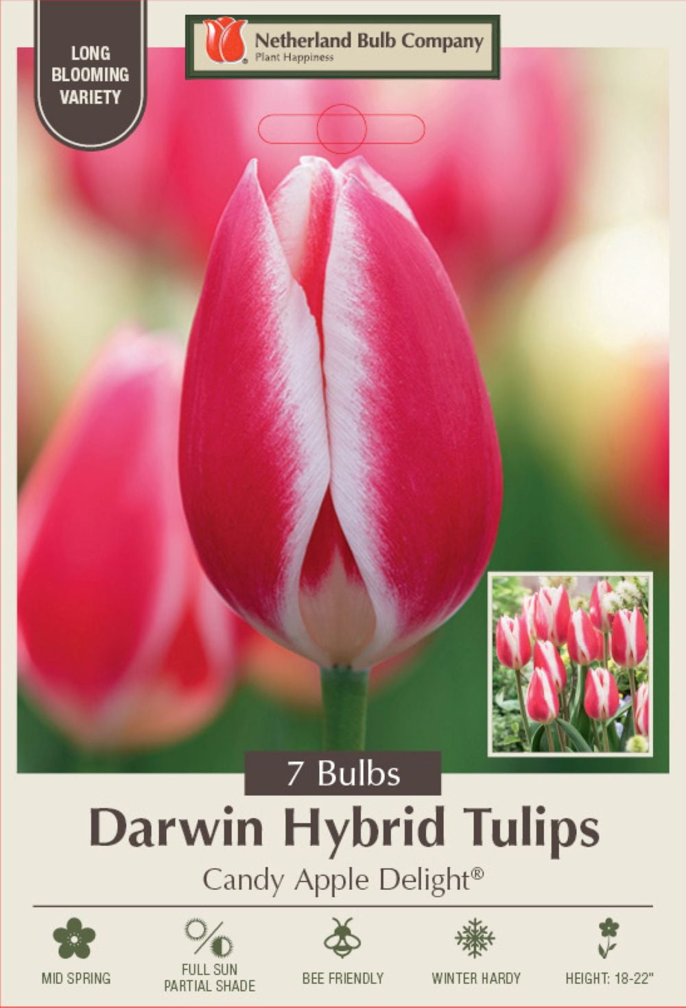 Candy Apple Delight Darwin Hybrid Tulip - 7 Bulbs - 12/+ cm Bulbs
