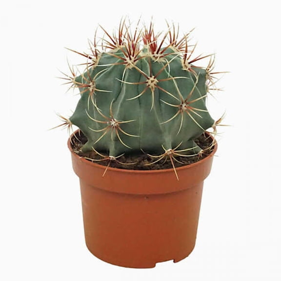 Candy Barrel Cactus - 2 Live Starter Plants - Farocactus Histrix - Compact Easy Care Housplant