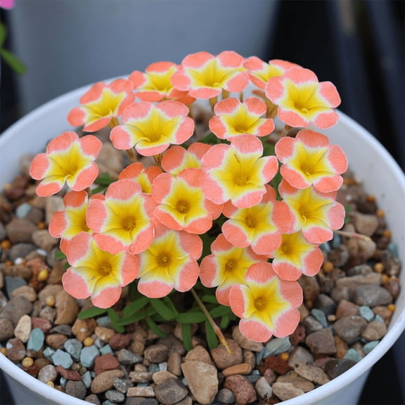Candy Box Peach Oxalis Live Starter Plant for Planting, Oxalis Plant in Home Garden, 4"Pot