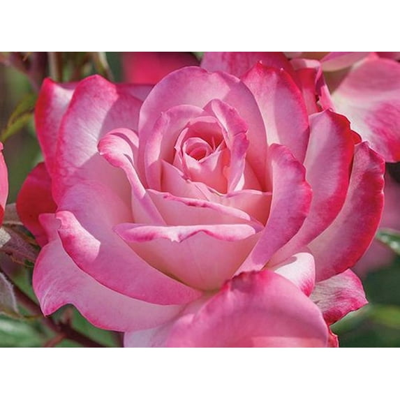 Candy Cane Cocktail™ - Floribunda Rose Bush - Bare Root