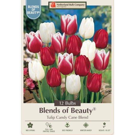 Candy Cane Mix Triumph Tulip 12 Bulbs - Red & White - 12/+ cm Bulbs